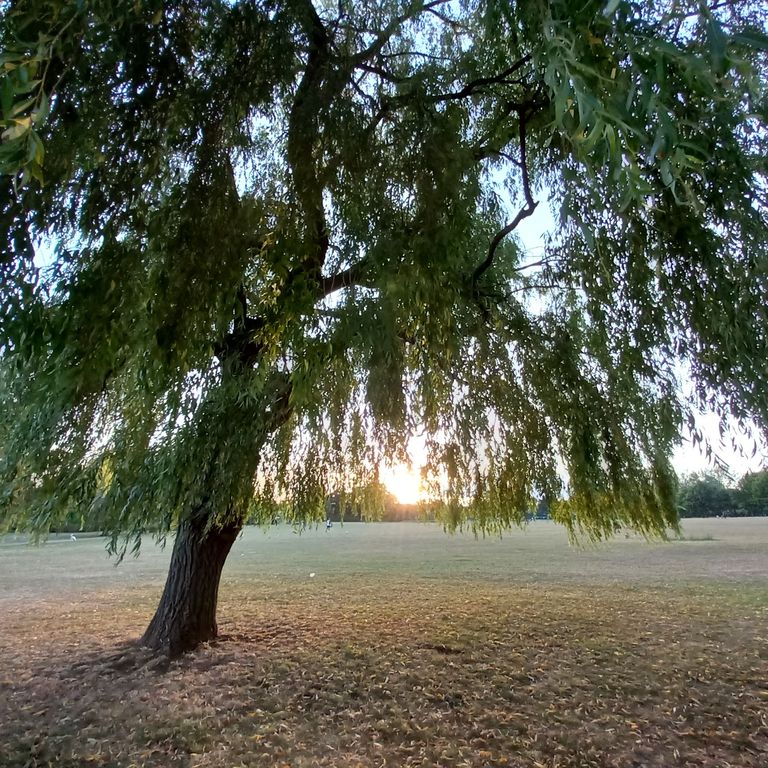 weeping willow tree silhouetted against a setting sun